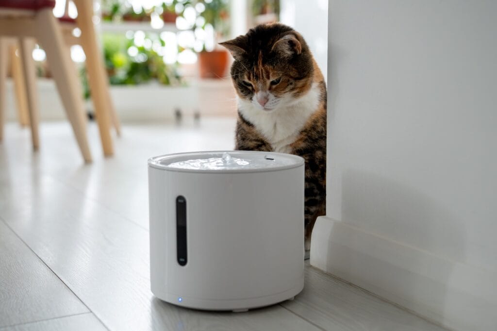 Pisică stă lângă un dispenser automat de apă și refuză să bea din el